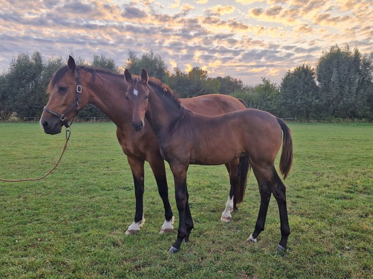 KWPN Stallion 1 year Brown in Hengelo (Gld)