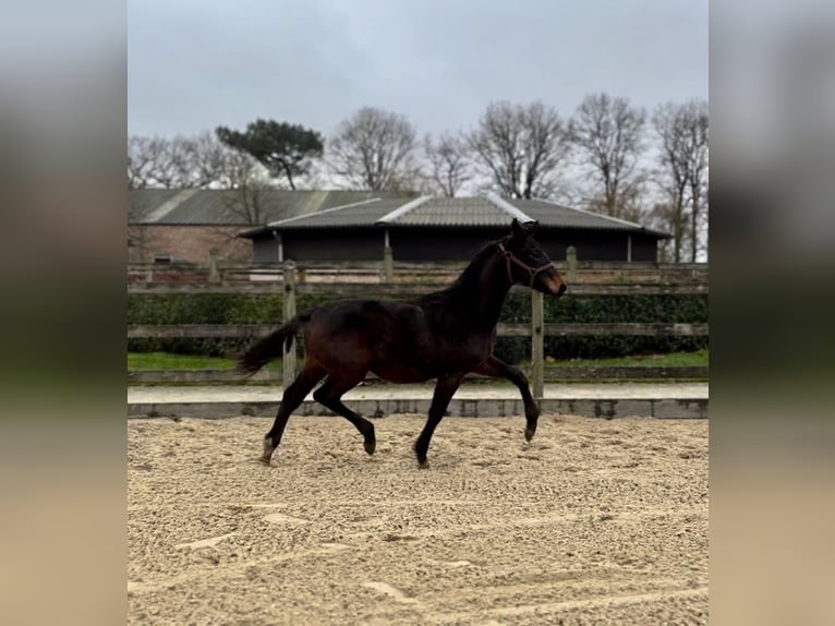 KWPN Stallion 1 year Brown in Kalmthout