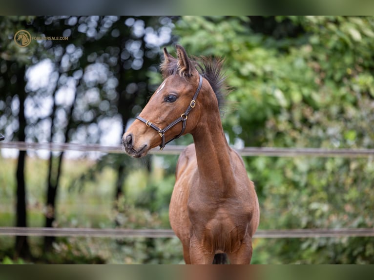 KWPN Stallion 1 year Brown in Peer