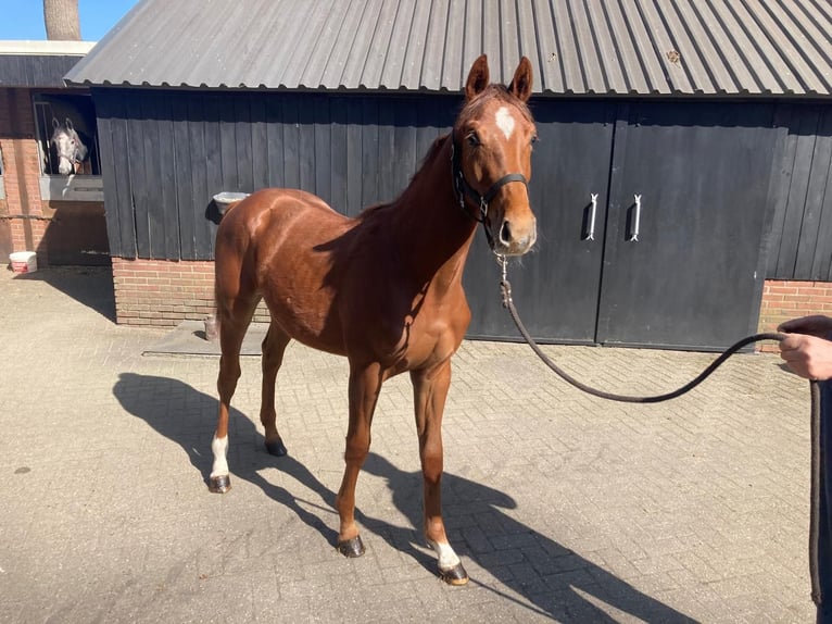 KWPN Stallion 1 year Brown in Geesteren