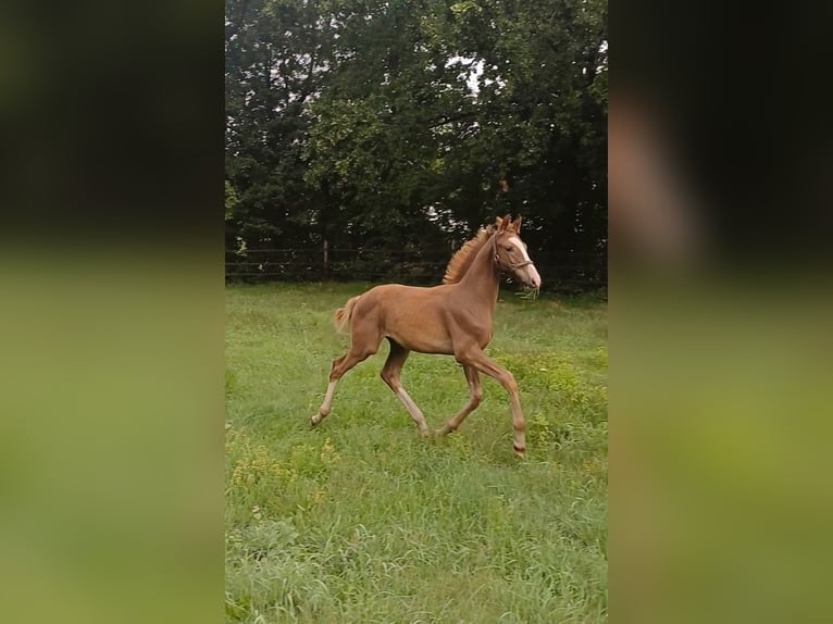 KWPN Stallion 1 year Chestnut in Egchel
