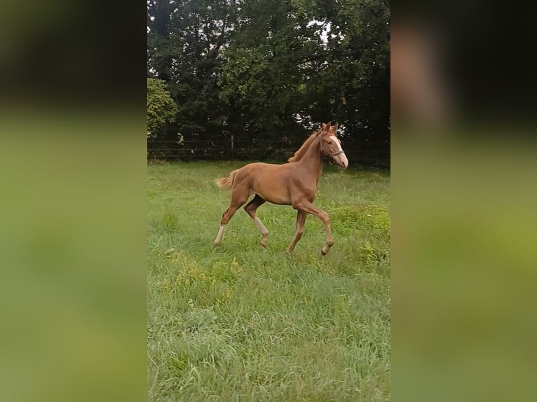 KWPN Stallion 1 year Chestnut in Egchel