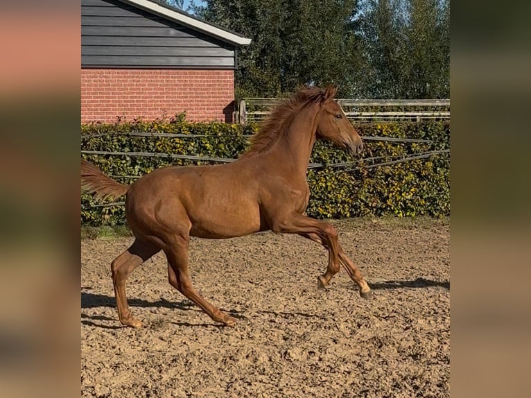 KWPN Stallion 1 year Chestnut-Red in Mastenbroek