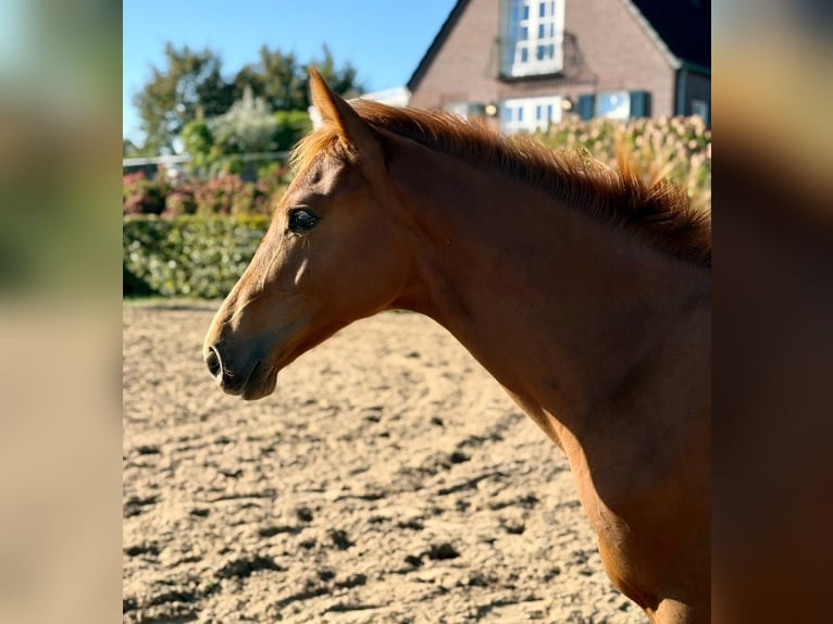 KWPN Stallion 1 year Chestnut-Red in Mastenbroek