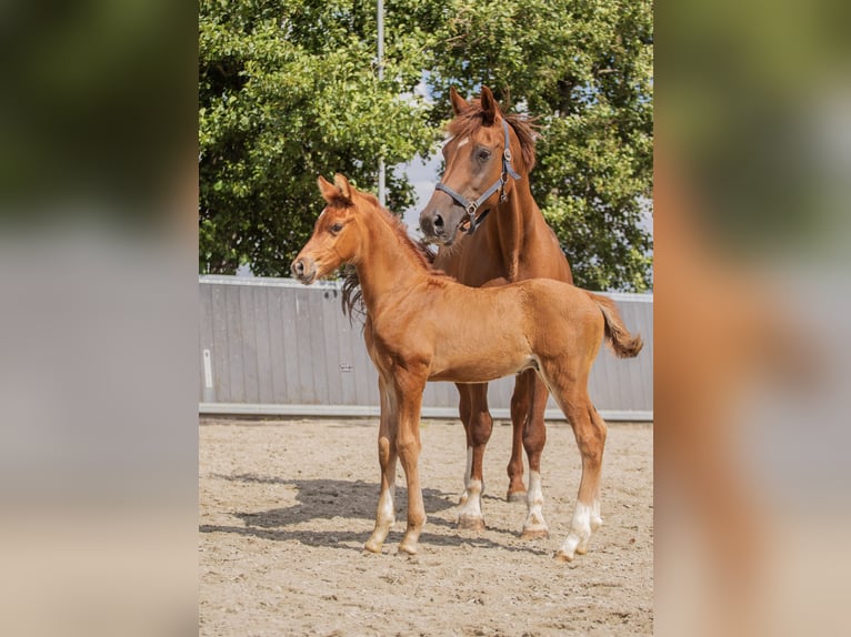 KWPN Stallion 1 year Chestnut-Red in Pijnacker