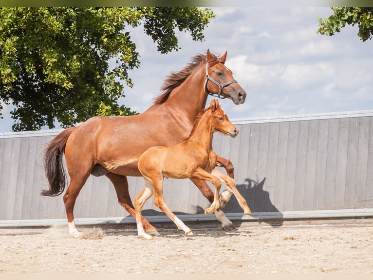 KWPN Stallion 1 year Chestnut-Red in Pijnacker
