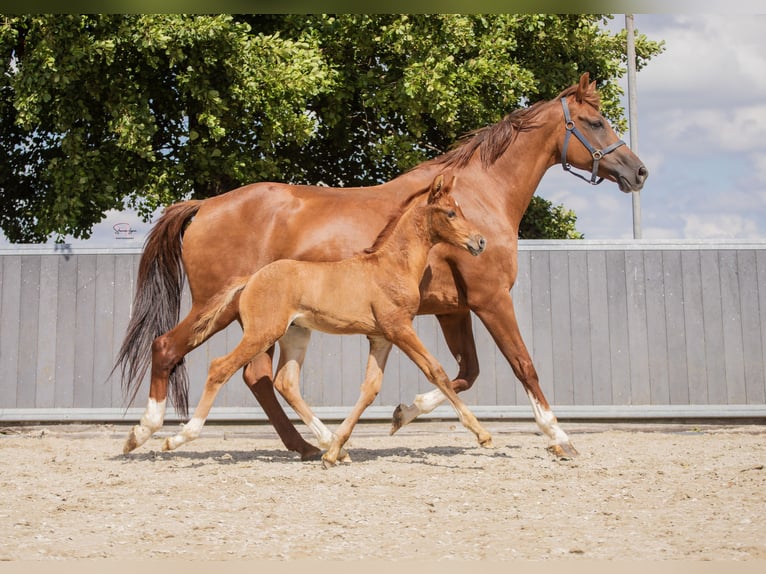 KWPN Stallion 1 year Chestnut-Red in Pijnacker