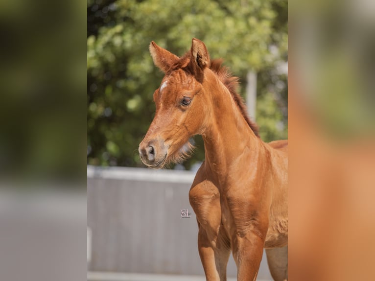 KWPN Stallion 1 year Chestnut-Red in Pijnacker