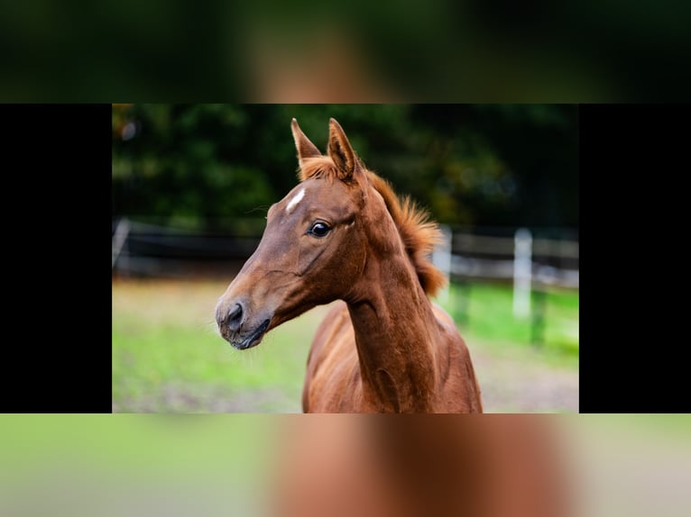 KWPN Stallion 1 year Chestnut-Red in Etten-Leur