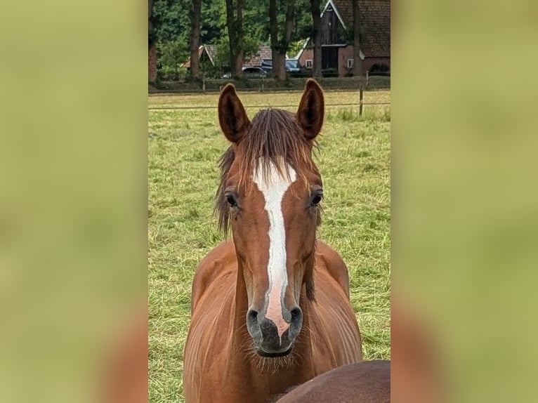 KWPN Stallion 1 year Chestnut-Red in Winterswijk