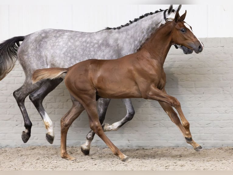 KWPN Stallion 1 year Chestnut-Red in Winterswijk