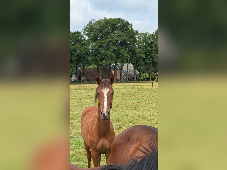 KWPN Stallion 1 year Chestnut-Red in Winterswijk