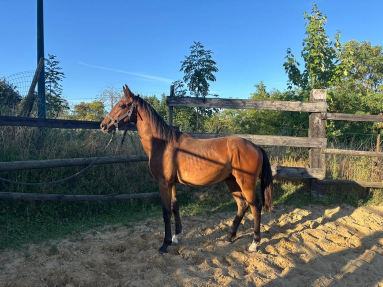 KWPN Stallion 1 year in Hoeilaart