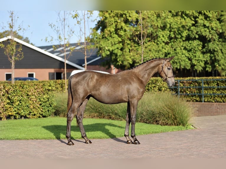 KWPN Stallion 1 year Grey in Zieuwent