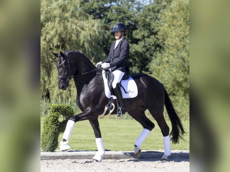 KWPN Stallion 1 year Smoky-Black in Rockanje