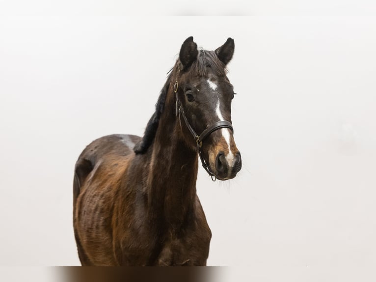 KWPN Stallion 2 years 15,1 hh Brown in Waddinxveen