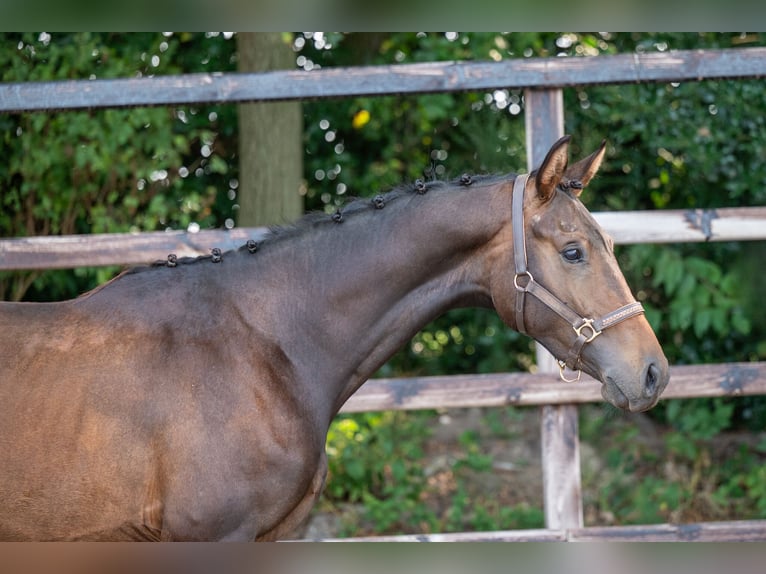 KWPN Stallion 2 years 15,2 hh Bay-Dark in GROTE-BROGEL