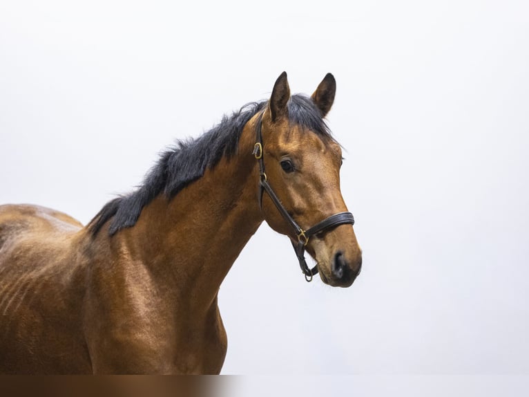 KWPN Stallion 2 years 15.2 hh Brown in Waddinxveen