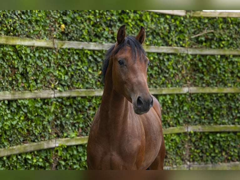 KWPN Stallion 2 years 15.2 hh Brown in Waddinxveen