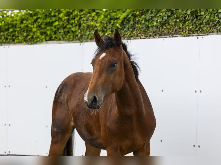 KWPN Stallion 2 years 15.2 hh Brown in Waddinxveen