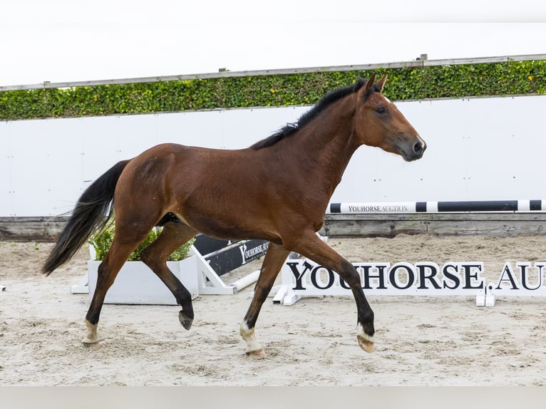 KWPN Stallion 2 years 15.2 hh Brown in Waddinxveen