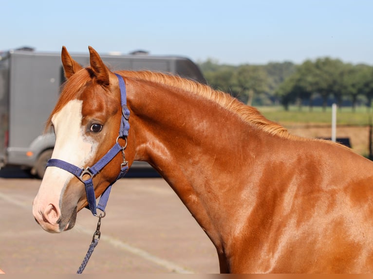 KWPN Stallion 2 years 15,2 hh Chestnut-Red in Rees