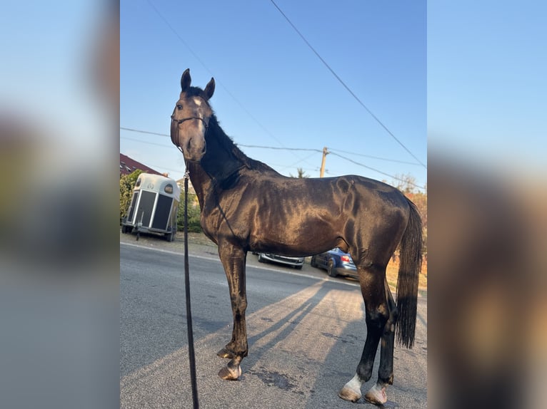 KWPN Stallion 2 years 15.2 hh Grey in Cserkút