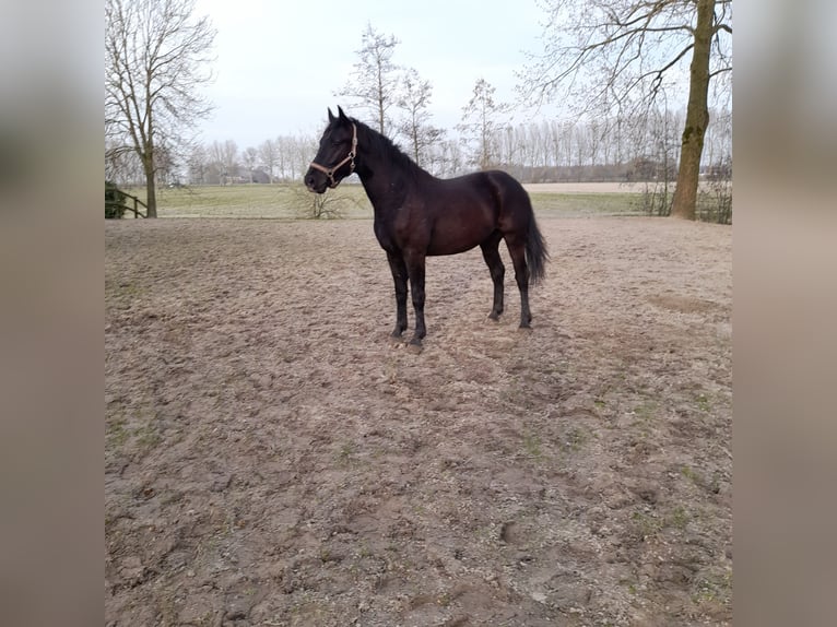 KWPN Stallion 2 years 15,2 hh Smoky-Black in Bierum