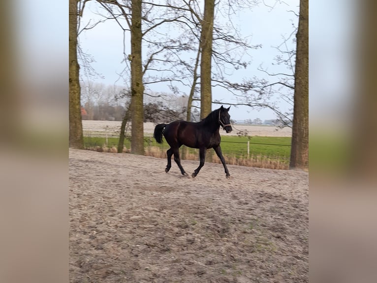 KWPN Stallion 2 years 15,2 hh Smoky-Black in Bierum