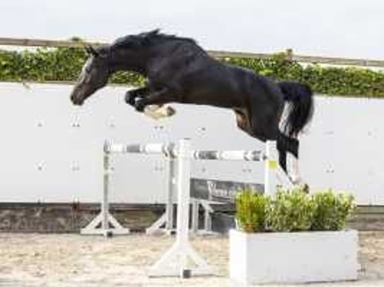 KWPN Stallion 2 years 15,3 hh Bay-Dark in Waddinxveen