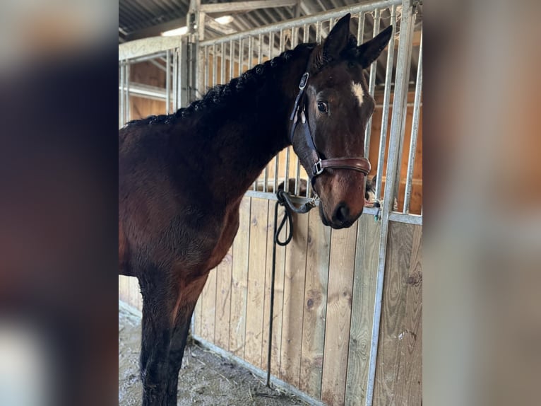 KWPN Stallion 2 years 15.3 hh Smoky-Black in Durbuy