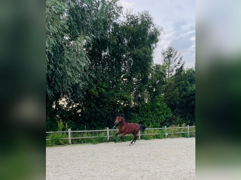 KWPN Mix Stallion 2 years 15 hh Brown in Veendam