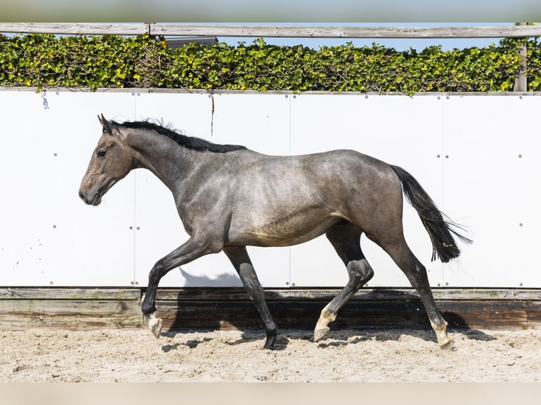 KWPN Stallion 2 years 15,1 hh Gray in Waddinxveen