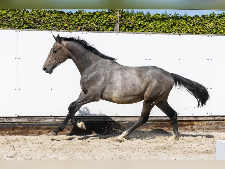 KWPN Stallion 2 years 15,1 hh in Waddinxveen