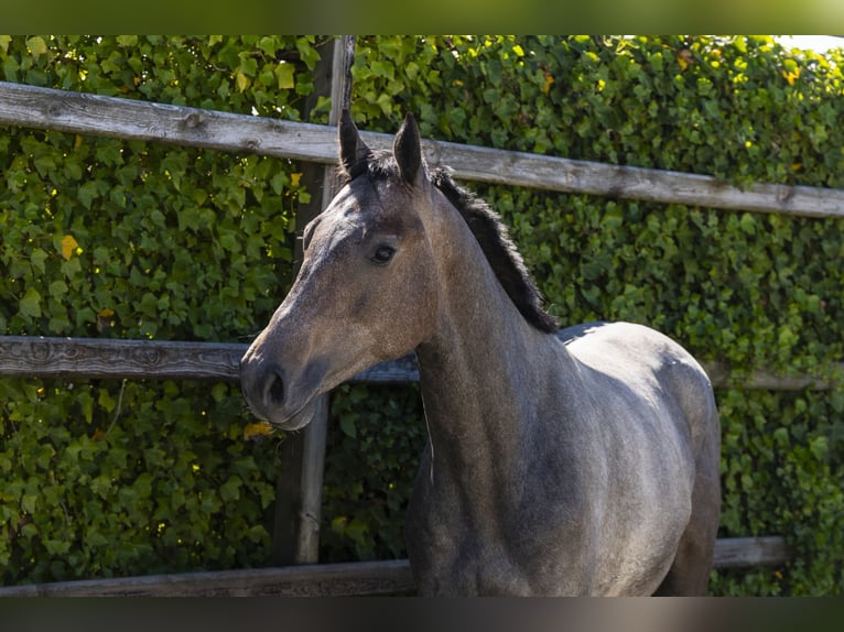 KWPN Stallion 2 years 15,1 hh in Waddinxveen