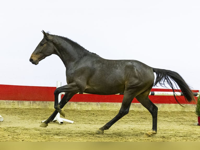 KWPN Stallion 2 years 15,2 hh Bay-Dark in Waddinxveen