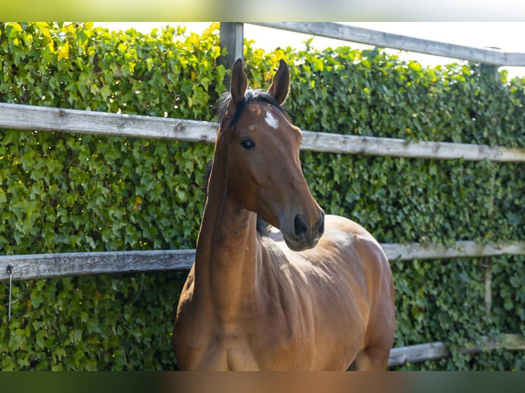 KWPN Stallion 2 years 15,2 hh in Waddinxveen