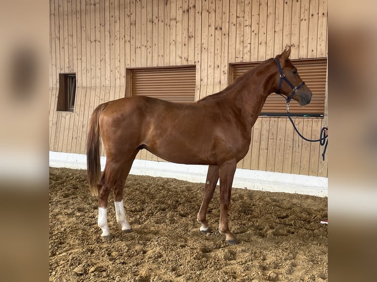 KWPN Stallion 2 years 15,3 hh Chestnut-Red in Verl