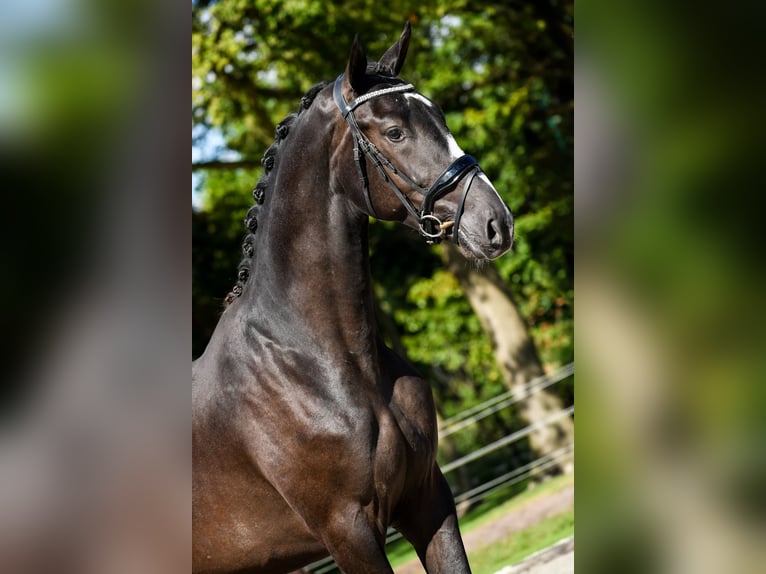 KWPN Stallion 2 years 16,1 hh Bay-Dark in Loon op Zand