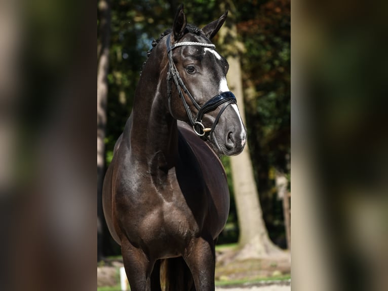 KWPN Stallion 2 years 16,1 hh Bay-Dark in Loon op Zand