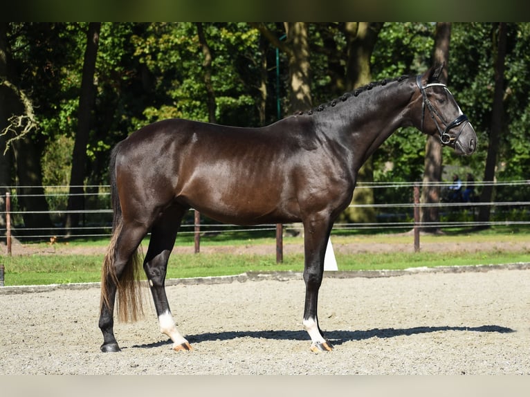 KWPN Stallion 2 years 16,1 hh Bay-Dark in Loon op Zand