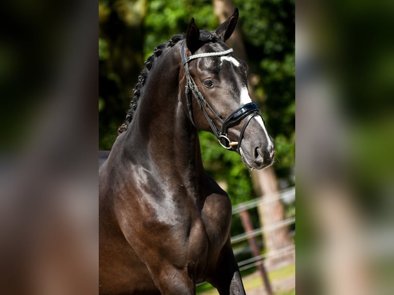 KWPN Stallion 2 years 16,1 hh Bay-Dark in Loon op Zand