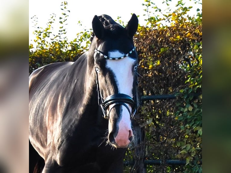 KWPN Stallion 2 years 16,1 hh Black in Prinsenbeek