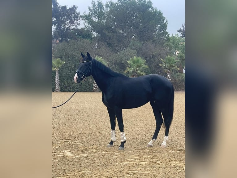 KWPN Stallion 2 years 16,1 hh Black in Villanueva Del Ariscal