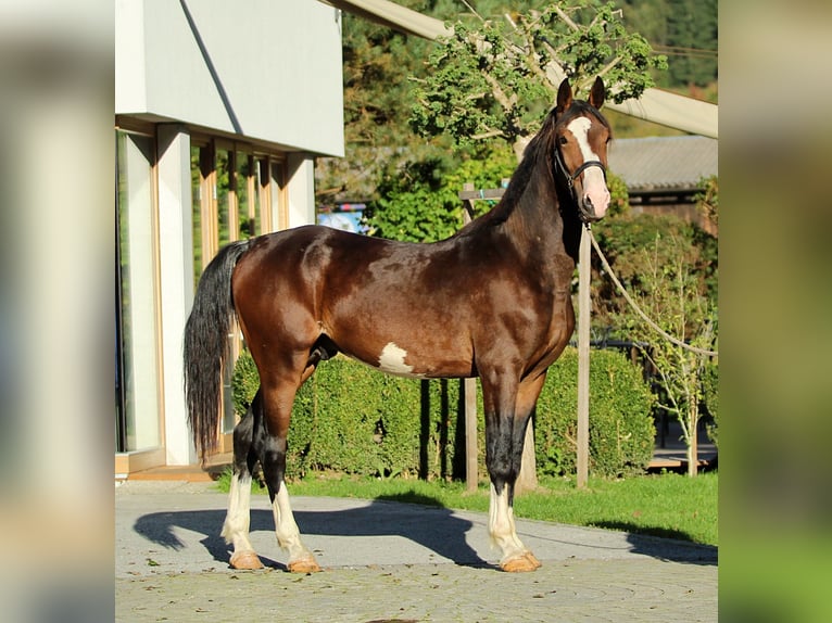 KWPN Stallion 2 years 16.1 hh Brown in Kamnik