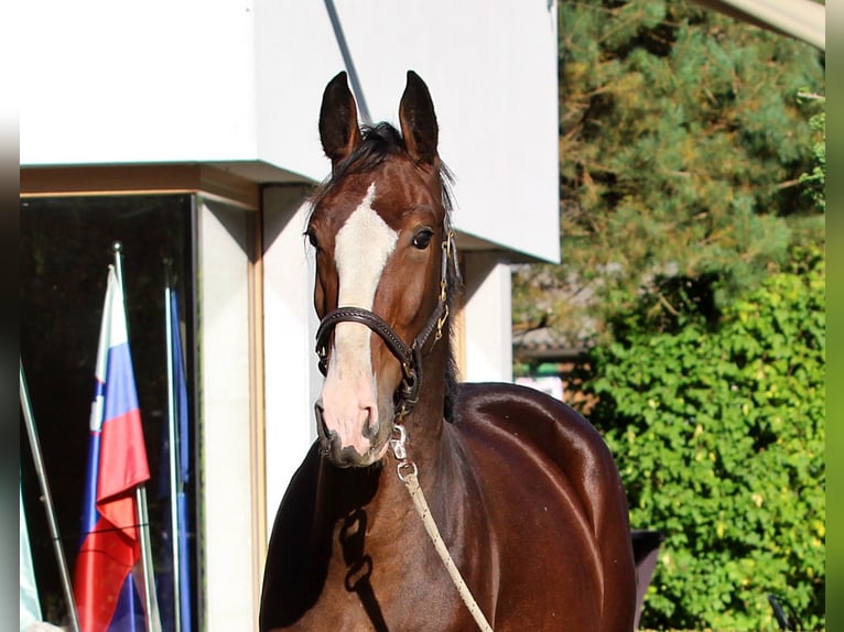 KWPN Stallion 2 years 16.1 hh Brown in Kamnik