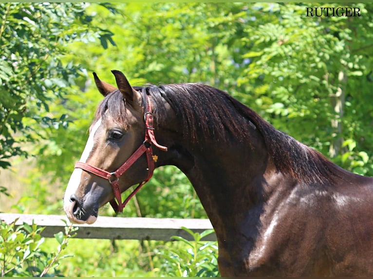 KWPN Stallion 2 years 16,1 hh Chestnut in KAMNIK