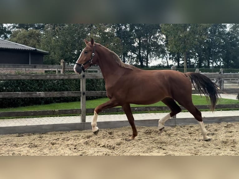 KWPN Stallion 2 years 16,1 hh Chestnut-Red in Kalmthout