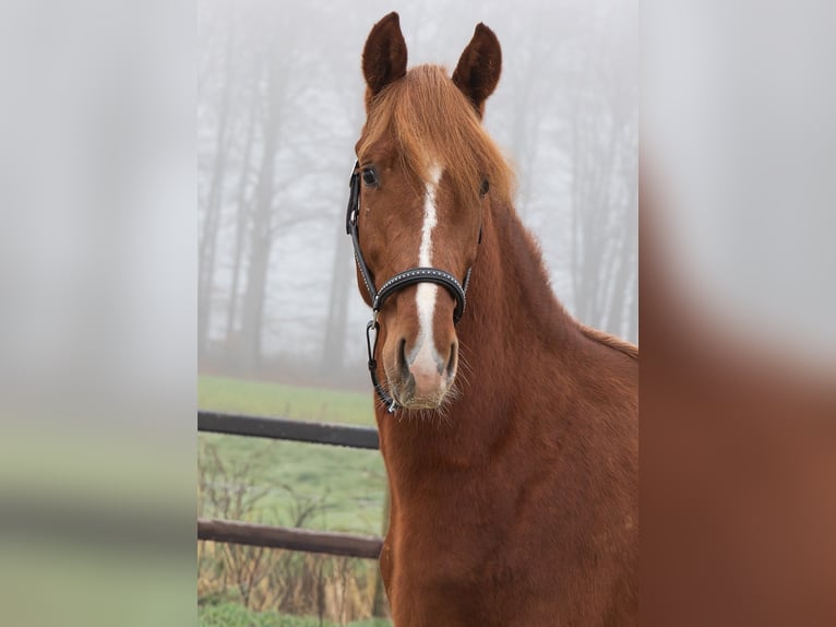 KWPN Stallion 2 years 16.1 hh Chestnut-Red in Wezup