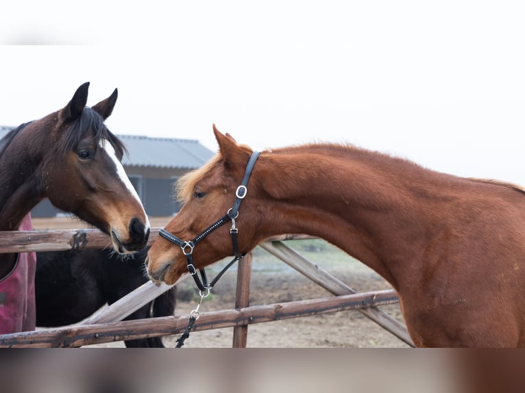 KWPN Stallion 2 years 16.1 hh Chestnut-Red in Wezup